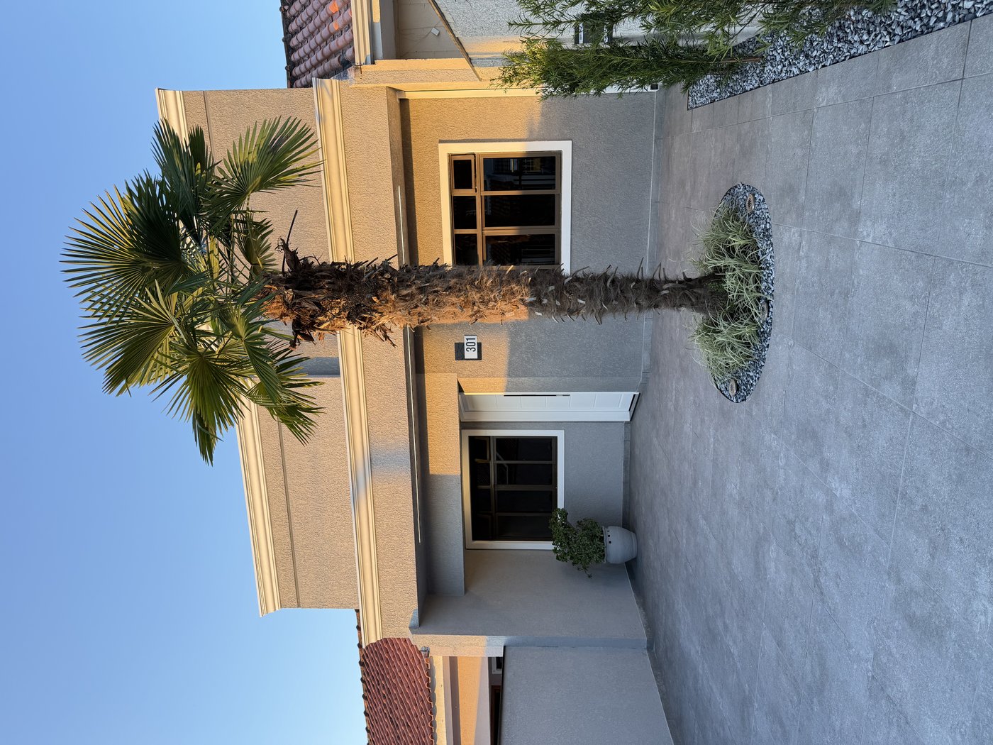 Palmeira Washingtonia